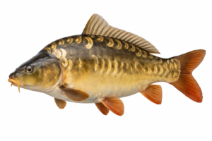 karp królewski (lustrzeń)